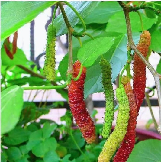 Mulberry Blackberry Fruit Mix Seeds